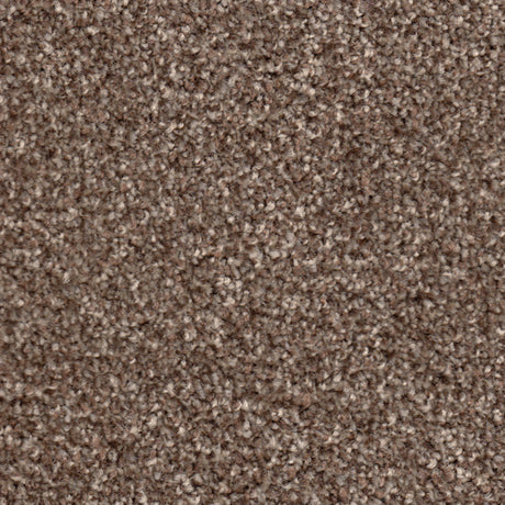 Apollo Plus Carpet
